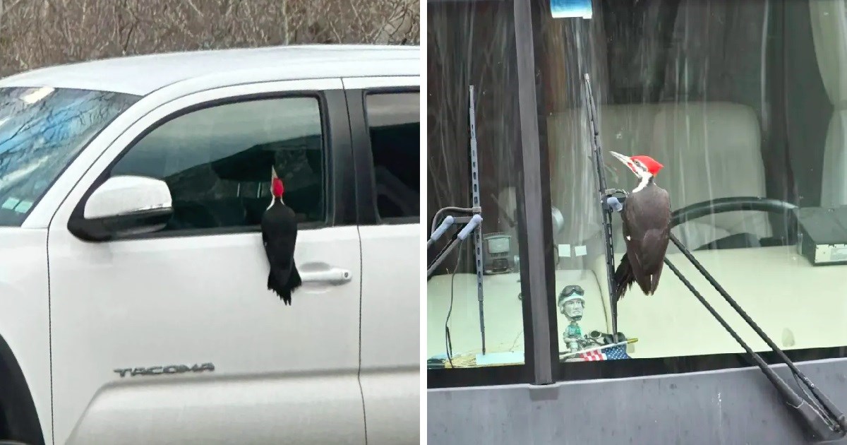 Djetlić podivljao zbog sezone parenja i počeo razbijati šajbe na autima