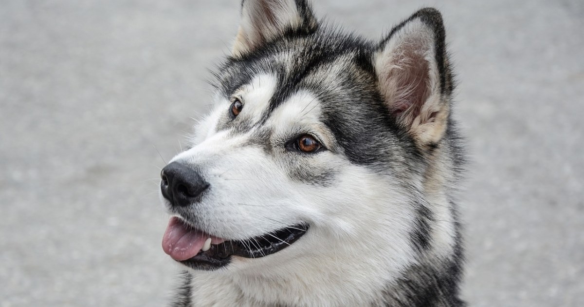 Pasmine pasa koje izgledaju kao vukovi: Egzotični, a legalni kućni ljubimci