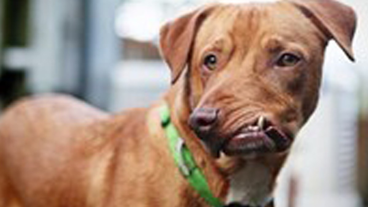 Pas Picasso izgubio je svoj dom zbog deformacije čeljusti. Vlasnik ga nije htio