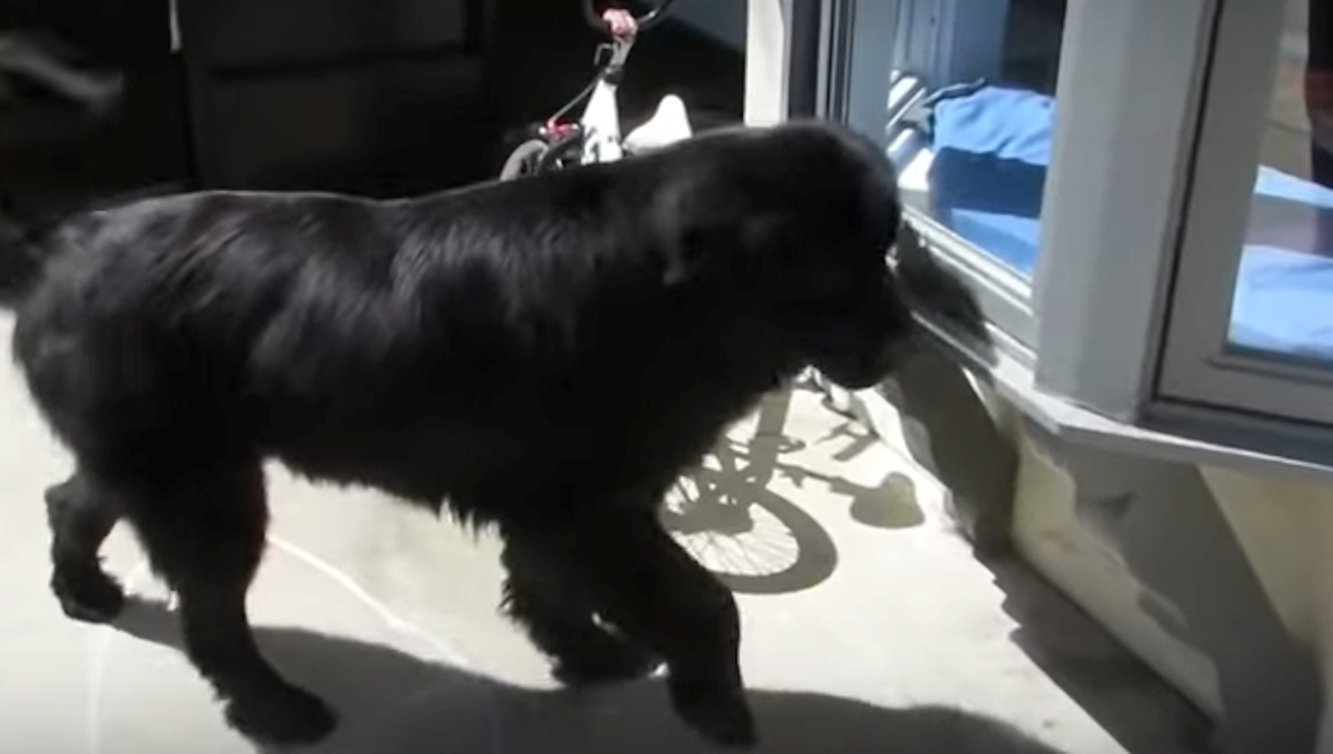 Ovo se ne viđa svaki dan! Curica i pas igraju se skrivača i odlični su u tome