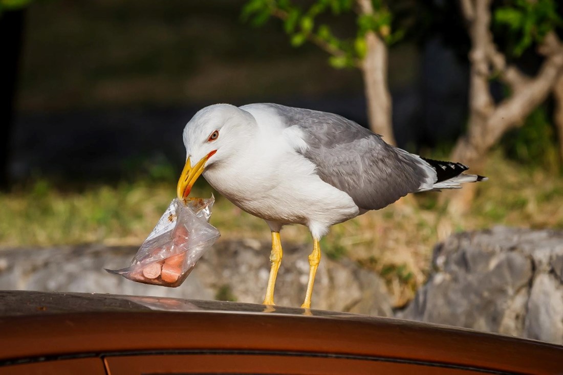 Galebovi opet haraju splitskim kvartom, Splićanka predlaže trik s jajima