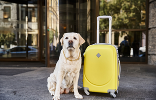 Znate li da postoje hoteli za pse? Evo pet prednosti takvog smještaja za životinju
