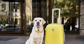 Znate li da postoje hoteli za pse? Evo pet prednosti takvog smještaja za životinju