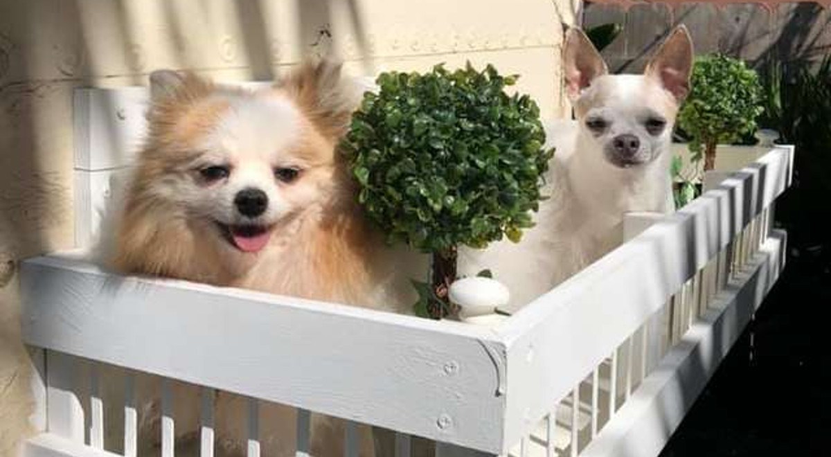 Žena je psima u dvorištu izgradila kuću, unutrašnjost izgleda nevjerojatno