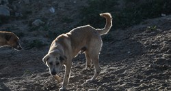 U ukrajinskom skloništu za životinje pronađene stotine pasa umrlih od gladi