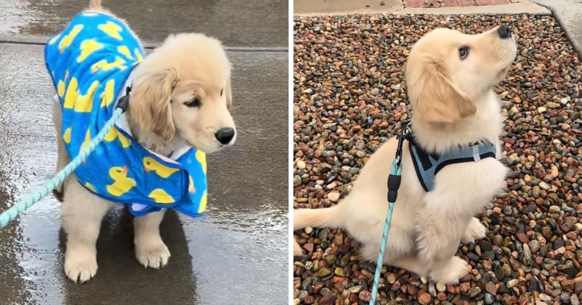 Štene zlatnog retrivera prvi put je izašlo na kišu, prizor je presladak 🥹
