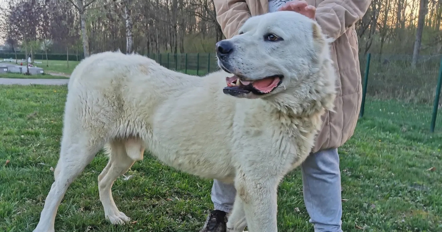 Velika maza Conan već četiri godine čeka da ga netko odvede kući