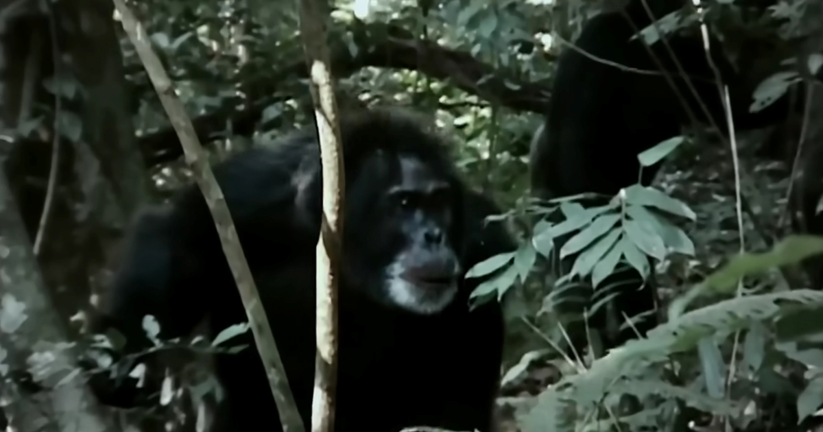 "Građanski rat" među čimpanzama. "Počele su vrištati, urlati, progoniti jedni druge"