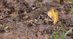 Ministrica Vučković: Ne bih potvrdila, ali ako nije bolest, trovanje je ubilo pčele