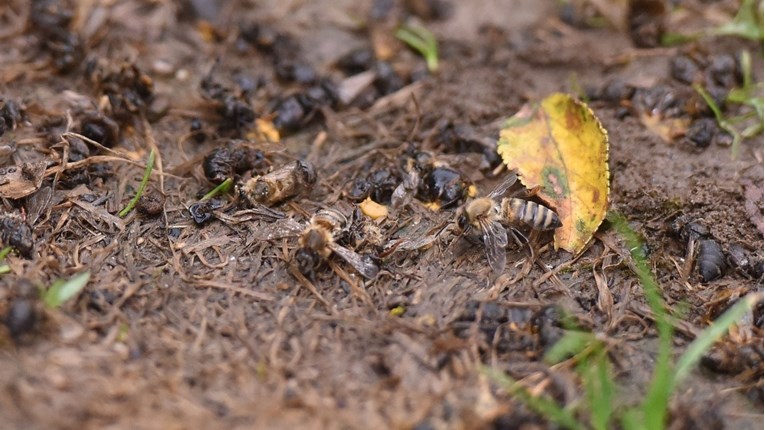 Ministrica poljoprivrede: Ne bih potvrdila, ali sigurno je došlo do trovanja pčela