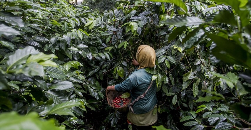 Zbog lockdowna u Vijetnamu problemi u globalnoj opskrbi kavom