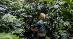 Zbog lockdowna u Vijetnamu problemi u globalnoj opskrbi kavom