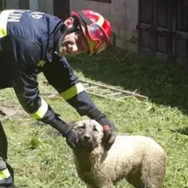 Mlada ženka kangala spašena iz septičke jame zahvaljujući ogulinskim vatrogascima