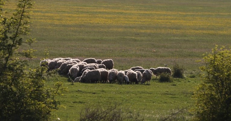 Porasle cijene poljoprivrednog zemljišta u Hrvatskoj, najviše poskupjeli pašnjaci