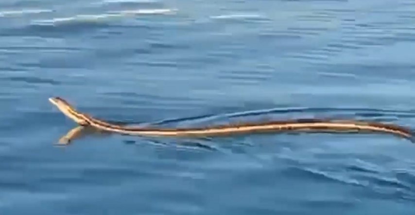 VIDEO Kod Šibenika snimljena najduža europska zmija, pokušala se popeti na brod
