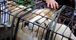Južna Koreja razmatra zabranu prodaje psećeg mesa
