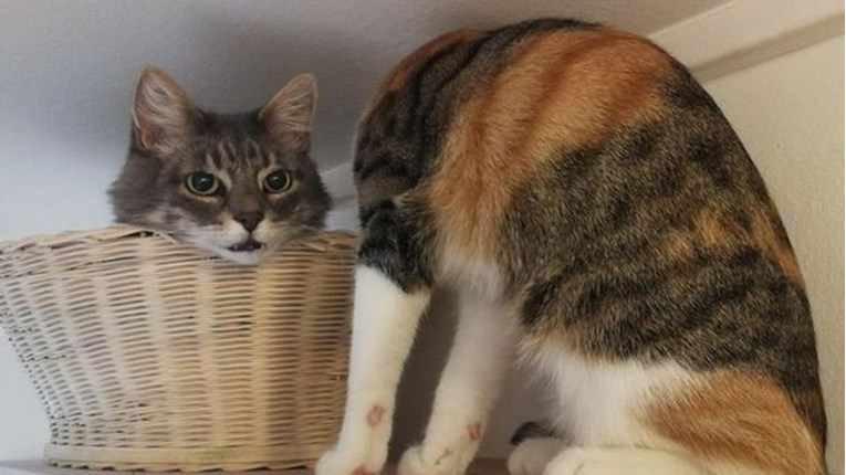 Ova fotka mačke postala je hit na internetu, nije teško vidjeti zašto