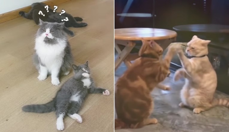 VIDEO Ovi psi i mačke će vas nasmijati do suza