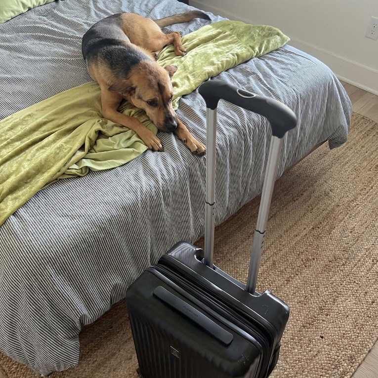 VIDEO Pogled na kovčeg slomio mu je srce: Pas se rastužio zbog odlaska vlasnika