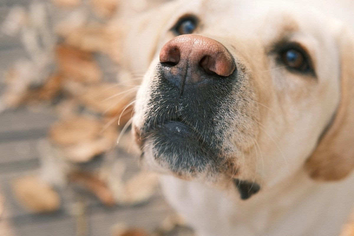 Kako svijet izgleda kroz pseće oči? Pogledajte kako vide, čuju i doživljavaju okolinu