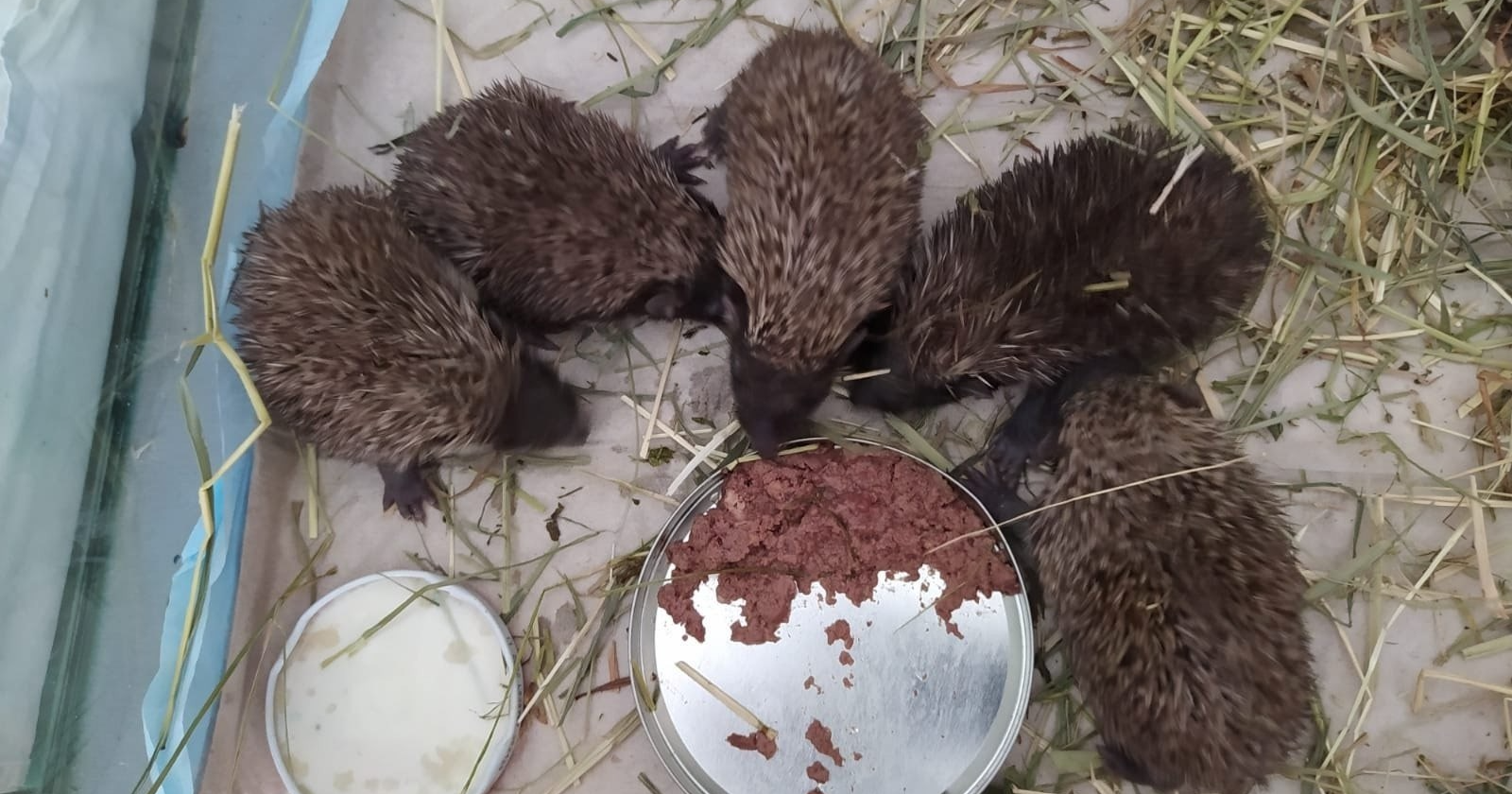 Ježićima u Dubravi uginula mama. Spasili ih dobri ljudi i sad se oporavljaju