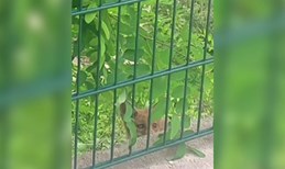 Lisice viđene blizu vrtića u Zagrebu, roditelji zabrinuti