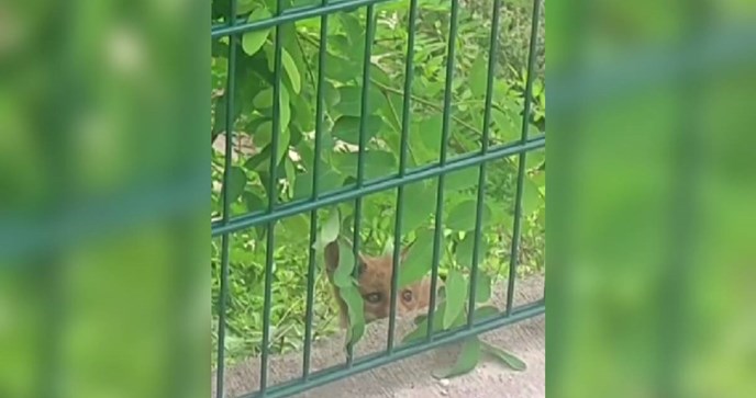 Lisice viđene blizu vrtića u Zagrebu, roditelji zabrinuti