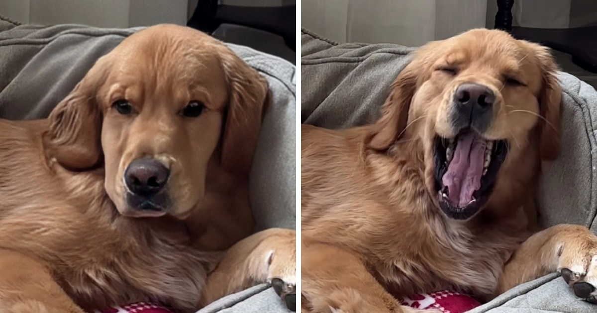 Pospana retriverica postala hit: Nakon trećeg spavanca, spremna je za četvrti