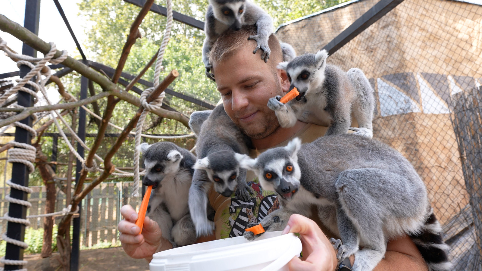 Zaposlenik ZOO-a hrani lemure