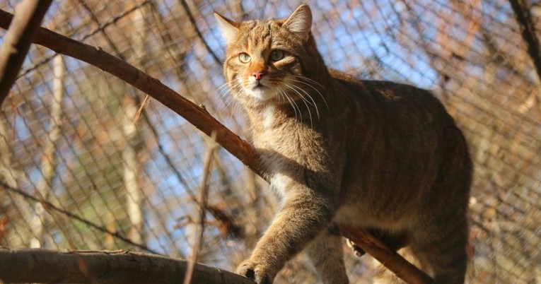 Zagrebački ZOO dobio nove stanovnike: Iz Njemačke stigli divlja mačka, dabar i 6 mara