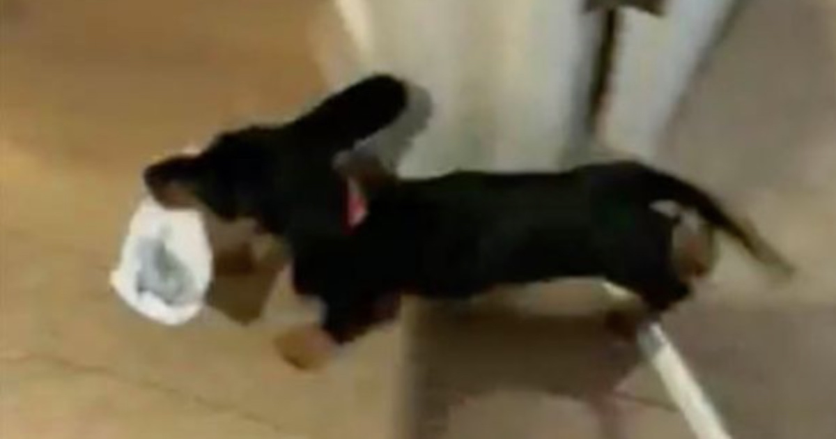 Slatki psić obožava krasti čarape vlasniku pa ponosno trčati stanom s njima u zubima