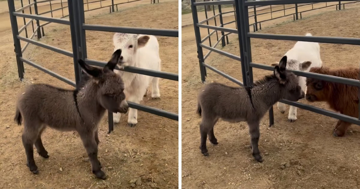 Prvi susret magarca i mini krava osvojio je Instagram
