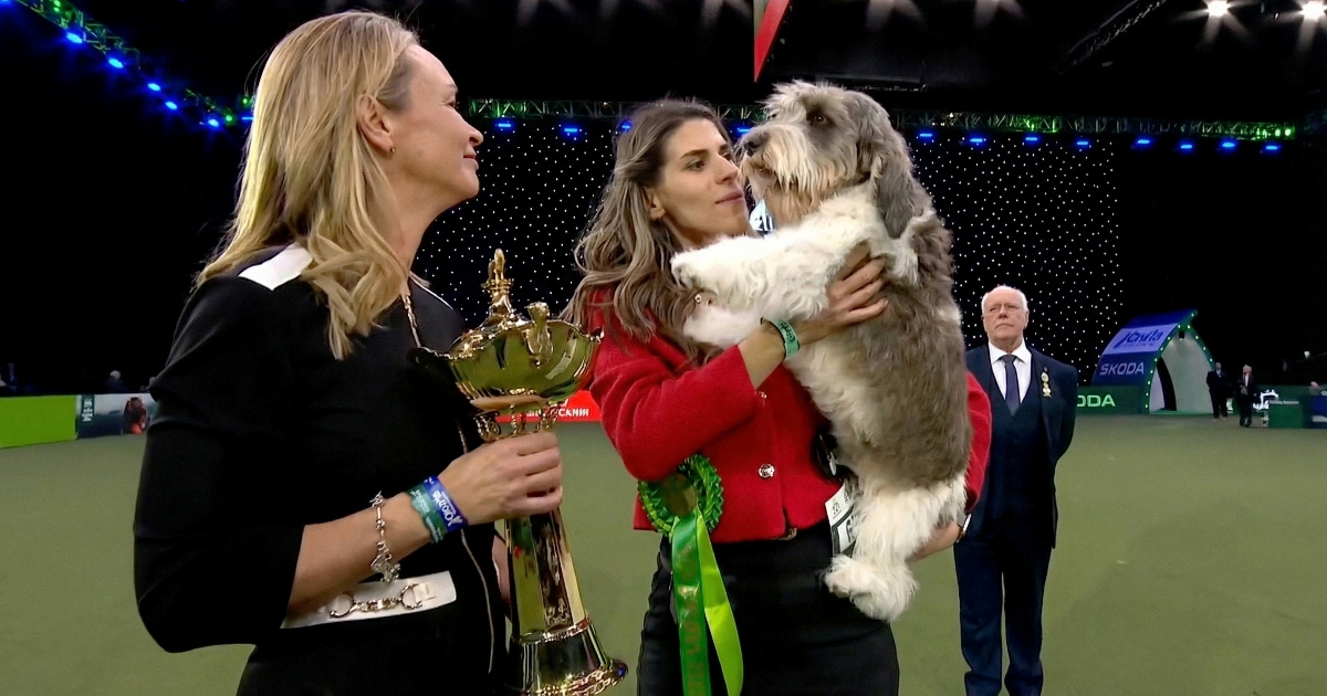 Hrvatska kujica Meghan briljira. Proglašena najboljom u svojoj pasmini, ide u finale