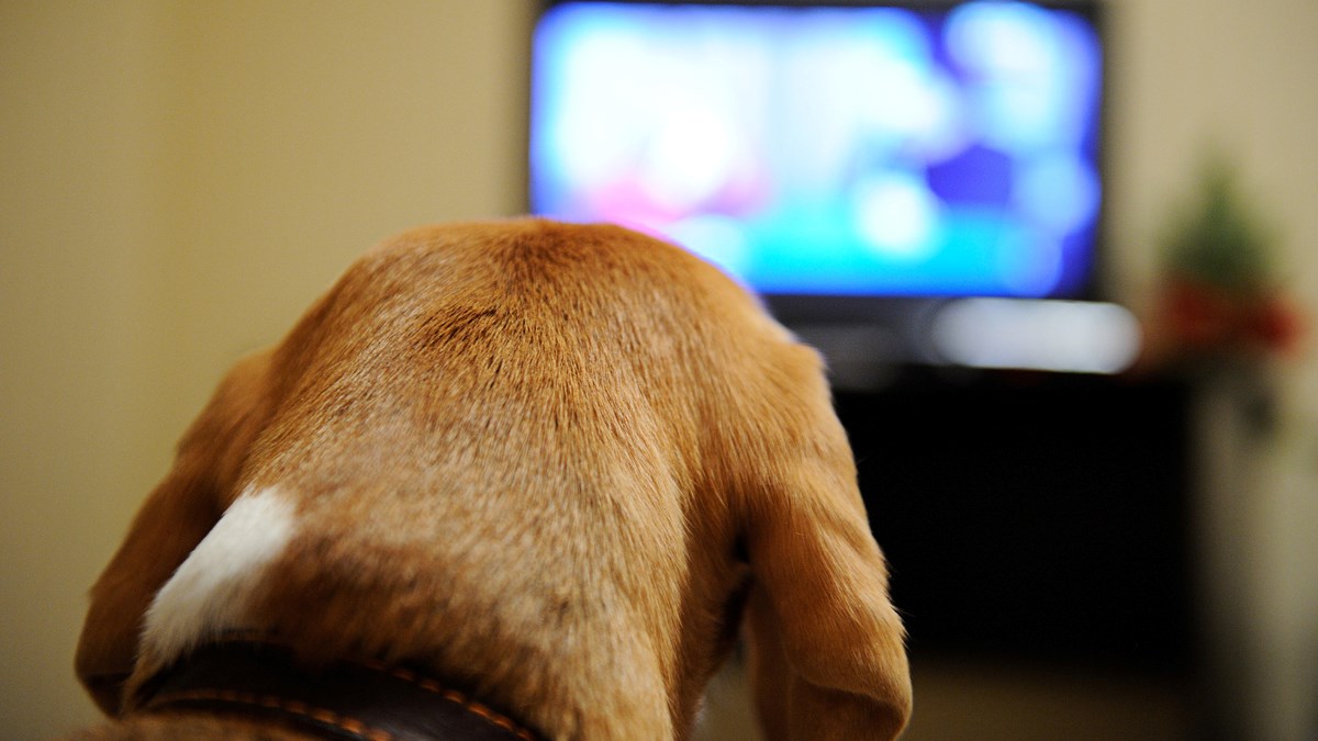 Znate li što vaš pas točno vidi kada gleda televiziju?