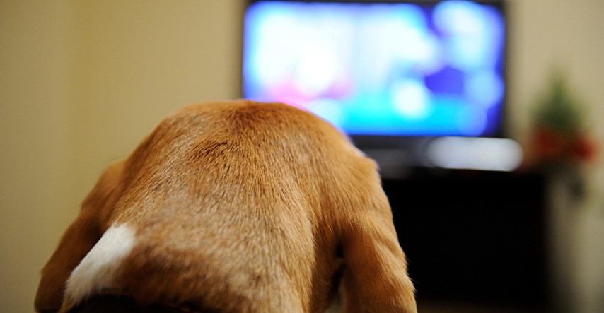 Znate li što vaš pas točno vidi kada gleda televiziju?