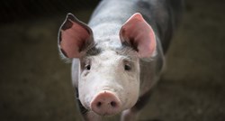 Prvi slučaj afričke svinjske kuge u Brodsko-posavskoj županiji
