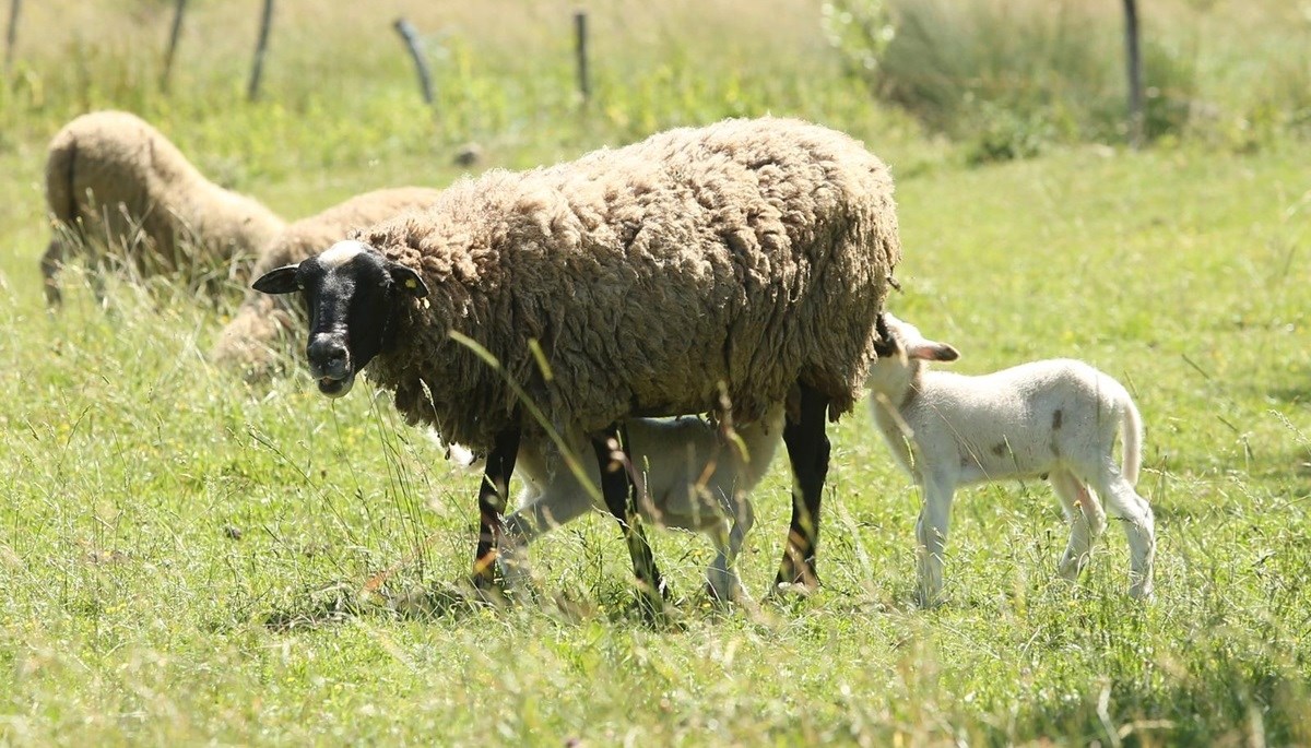 Tinejdžer u Lici ukrao 6 ovaca, 3 janjeta i 300 litara goriva