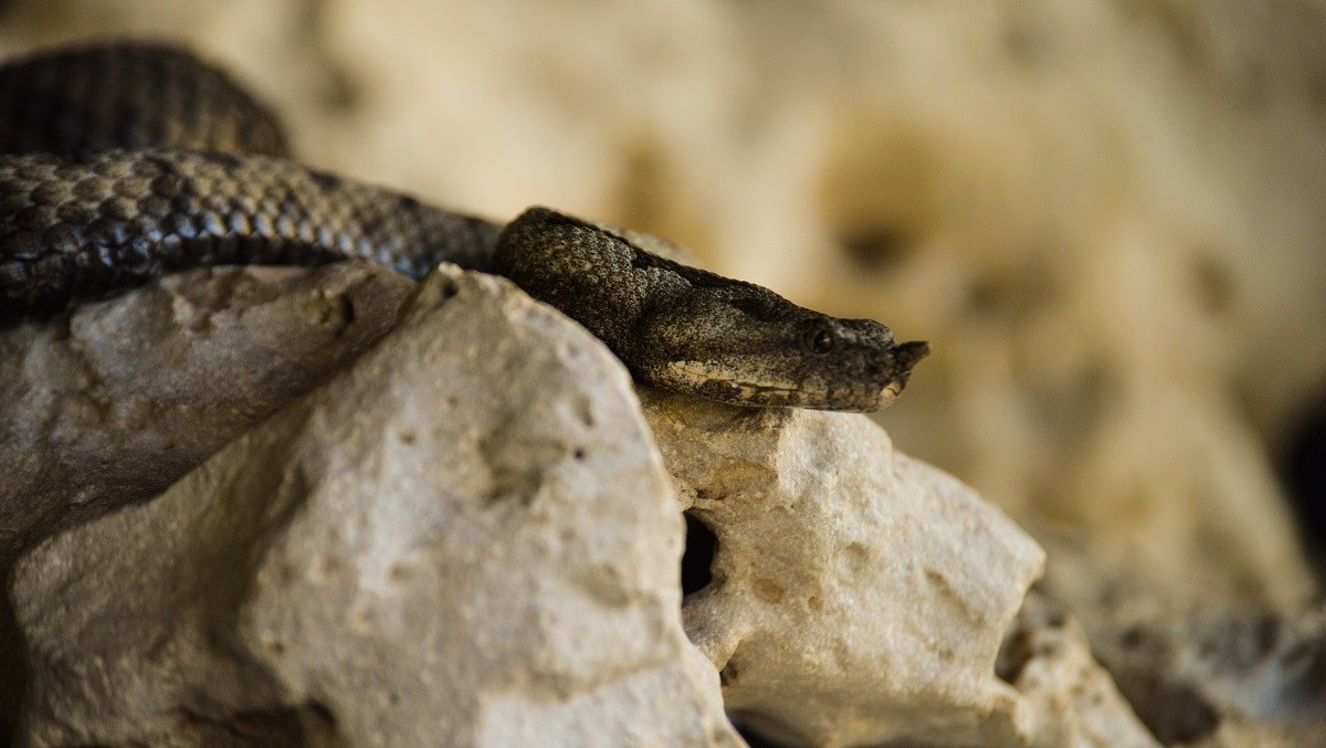 Poskok u Dalmaciji ugrizao ženu