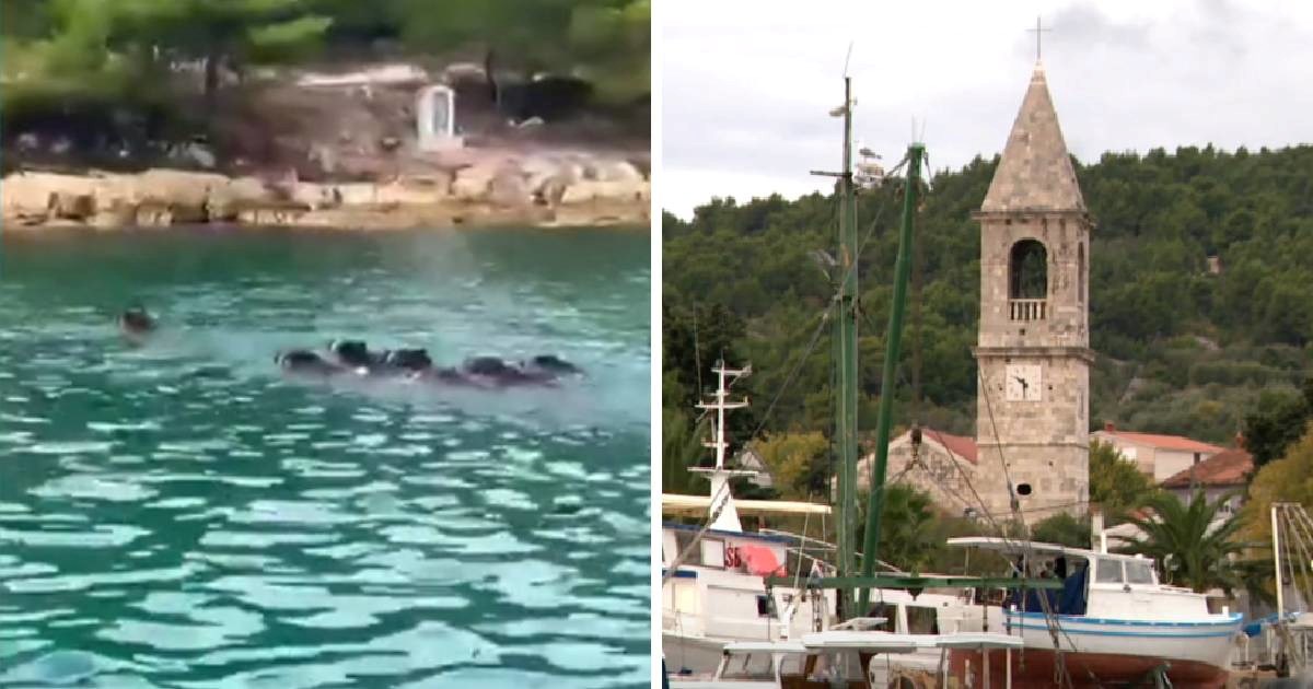 Invazija divljih svinja na Ugljanu