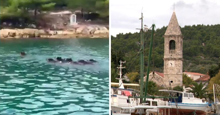 Invazija divljih svinja na otoku kod Zadra. "Ima ih više nego stanovnika"