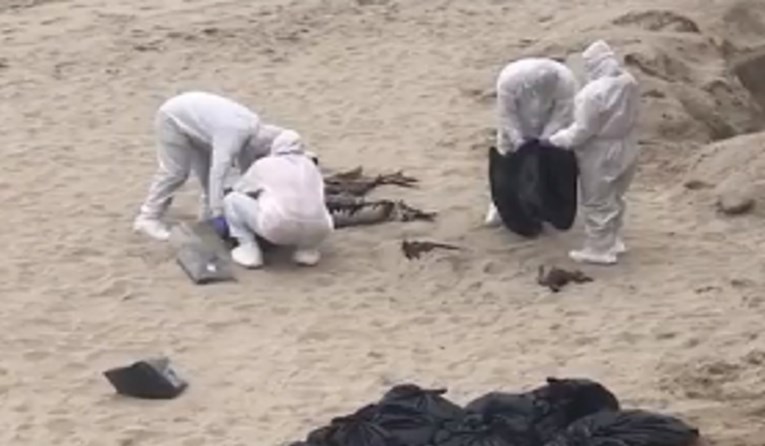Tisuće pelikana u Peruu uginule zbog ptičje gripe. Na plažama lešine ptica