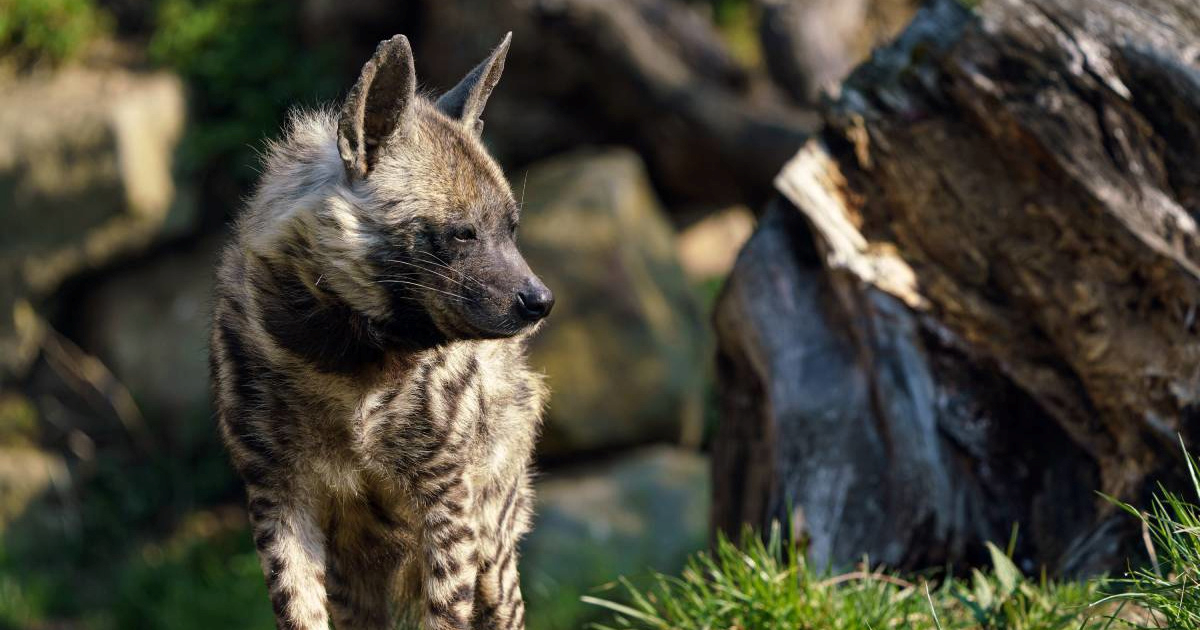 UN pojačao zaštitu za 40 životinjskih vrsta zbog prijetnje izumiranjem