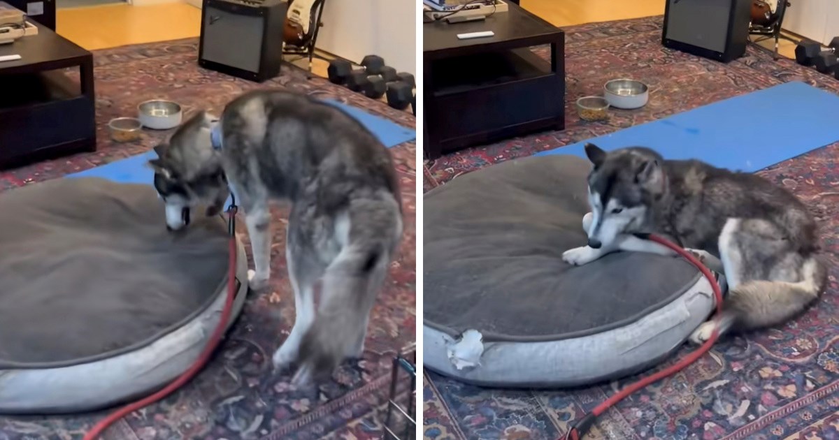 Pas iz skloništa prvi put spava na krevetu nakon što je spašen od uspavljivanja