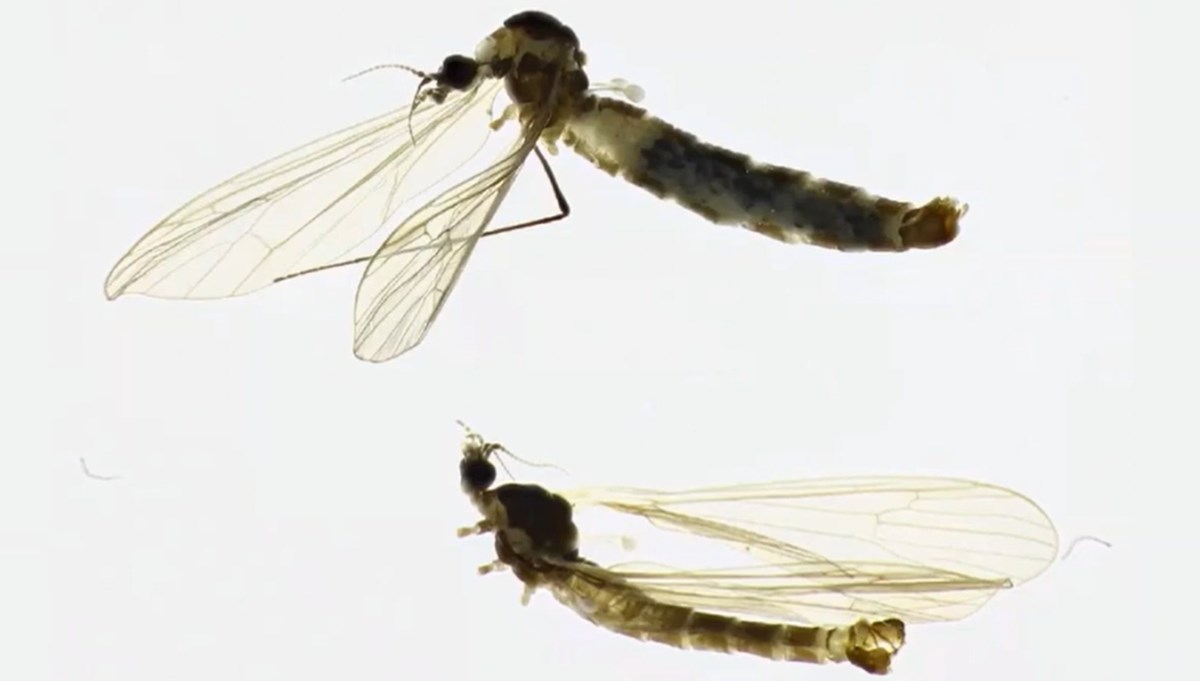 FOTO U Neretvi pronađena nova vrsta insekta