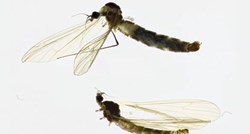 FOTO U Neretvi pronađena nova vrsta insekta