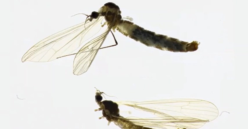FOTO U Neretvi pronađena nova vrsta insekta