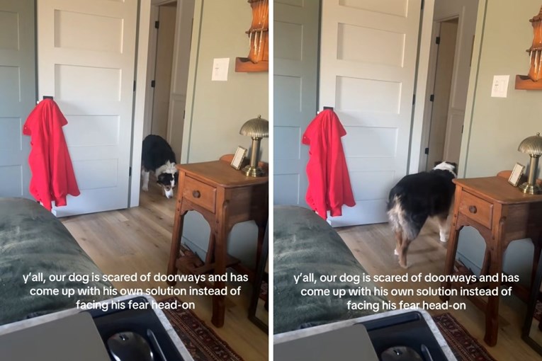 Pas se boji vrata, način na koji se nosi sa svojim strahom postao je hit