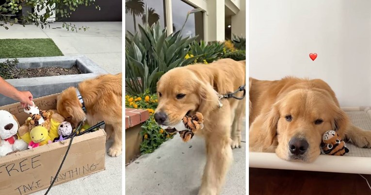 Zlatni retriver u šetnji pronašao kutiju igračaka, njegova reakcija je preslatka