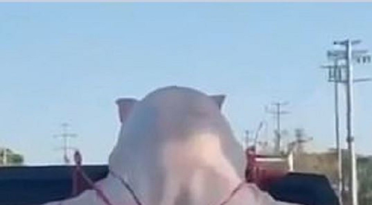 Nisu vjerovali što je vezao na vozilo: "Izgleda kao da je u tangama"