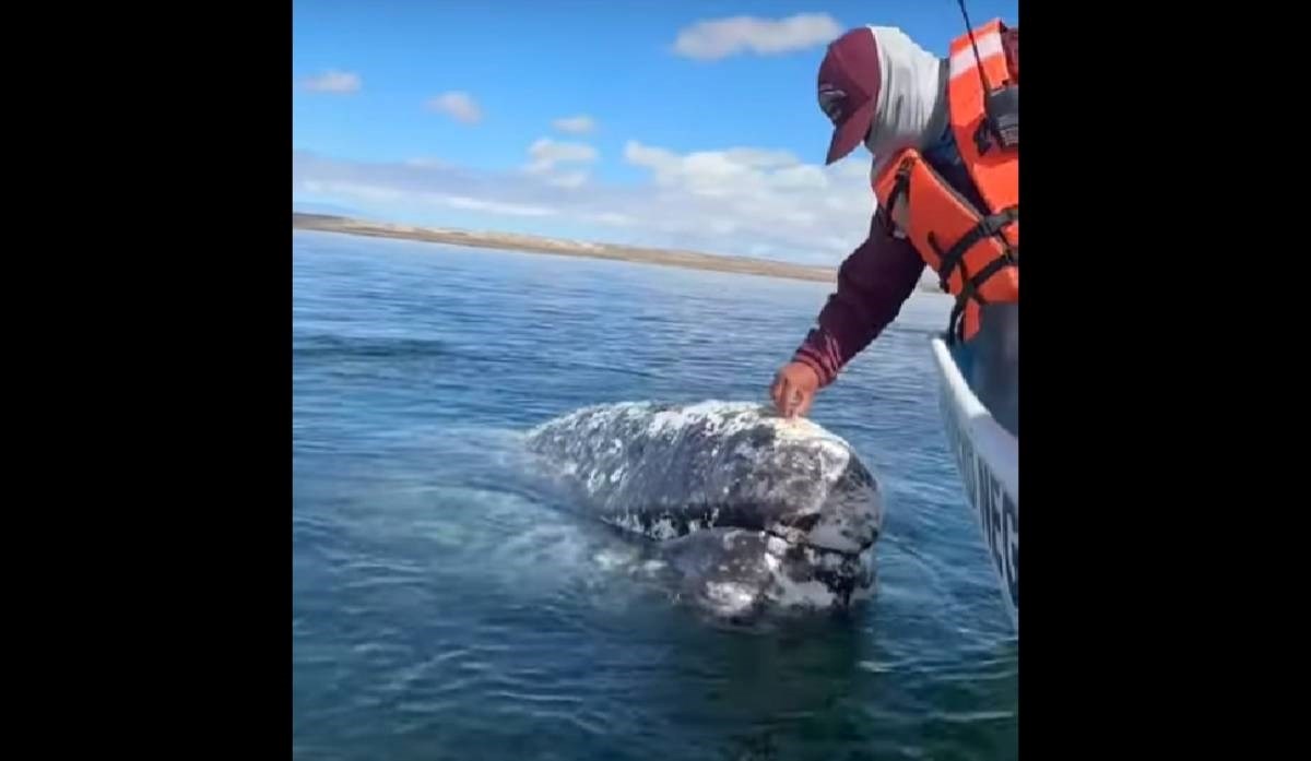 VIDEO Sivi kitovi zatražili pomoć ljudi, htjeli da im skidaju parazite